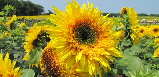 北竜町ひまわり観光協会